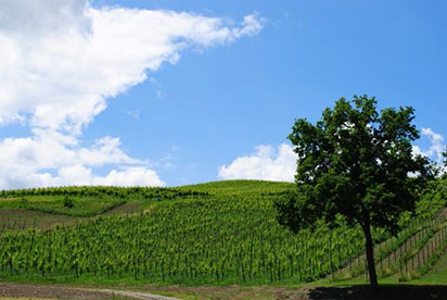 Spergolata sulle colline di Puianello immagini\calendario\20190519_1.jpg